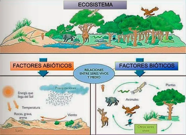 Factores Bióticos y Factores Abióticos en 2023 | Tipos de ecosistemas, Factores  bioticos y abioticos, Dibujo de un ecosistema