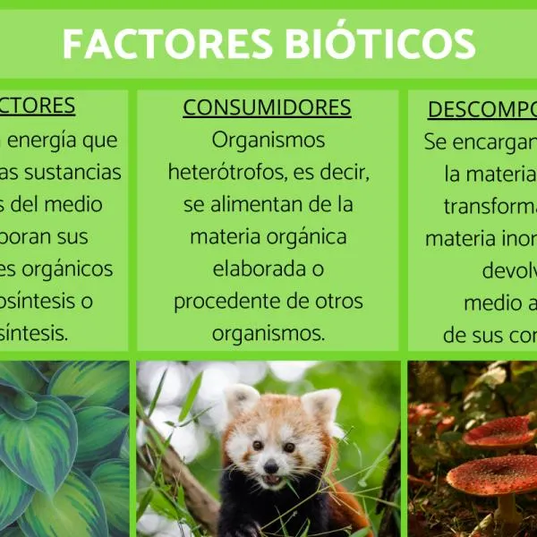 FACTORES BIÓTICOS: qué son, características, clasificación y ejemplos -  Resumen