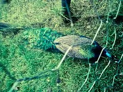 Al lado del faisán pero en una jaula separada se encuentra un pavo ...