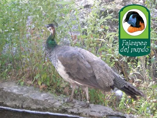 Faisanes del mundo - Pavo azul (Pavo cristatus)