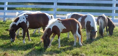 Falabella