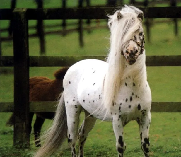 Falabella - Wikipedia, the free encyclopedia