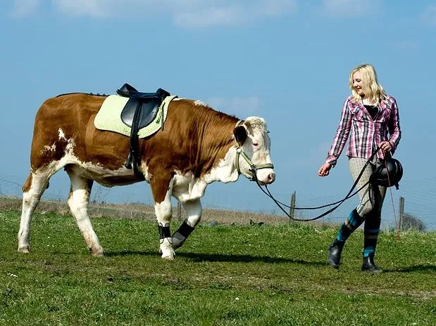 A falta de caballo, quinceañera alemana salta vallas con una vaca