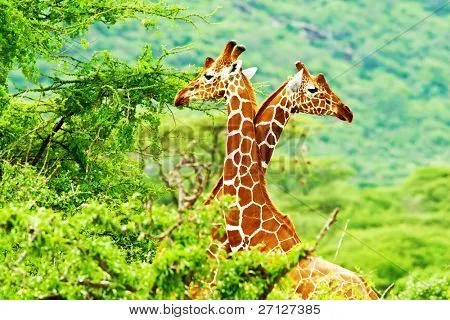 Familia de jirafas africanas, dos animales peleando con cuellos ...