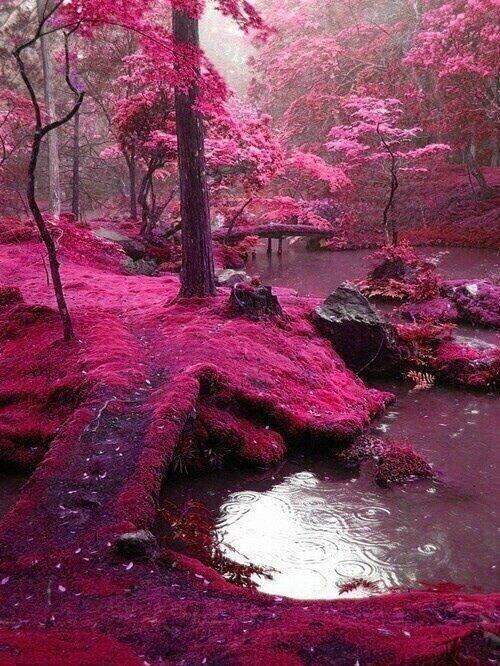 El famoso bosque de musgo “Bridges parck”, Irlanda | Paisajes y ...