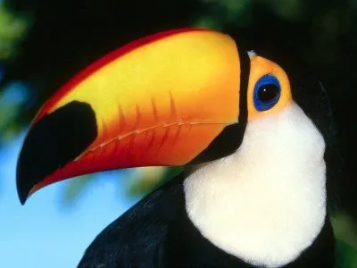 FANS DE ANIMALES: tucan