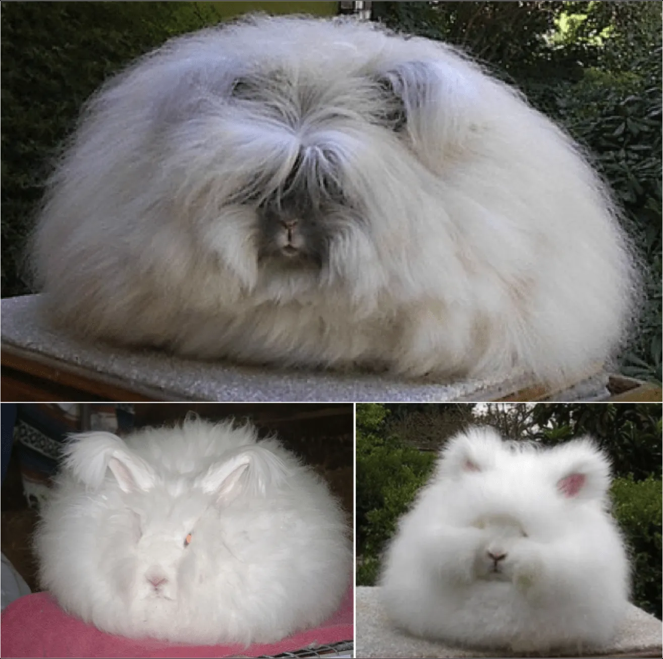 Fantastica Animal: Angora Rabbit Information