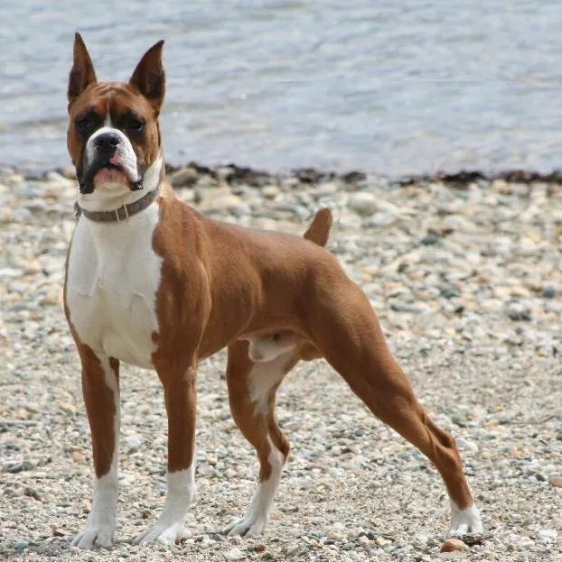 Fantastica Animal: Boxer Dog Description