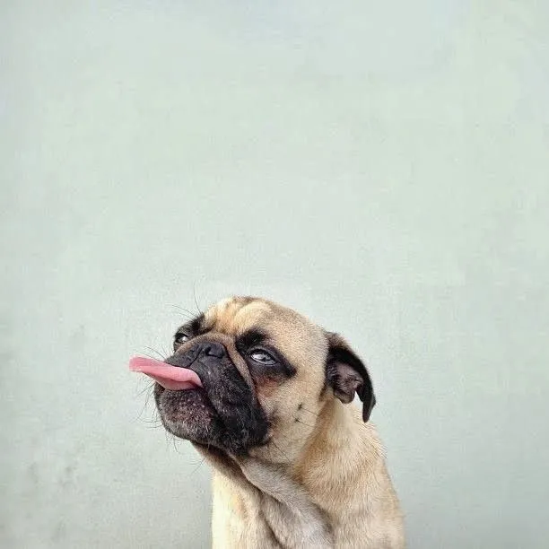 Fantásticas fotos de un simpático perro de raza pug. | Quiero más ...