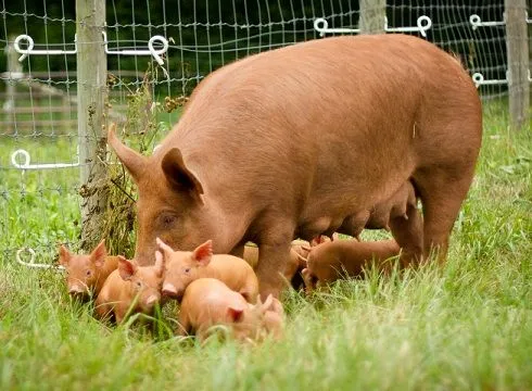 Farm Animals | Animal Welfare Institute