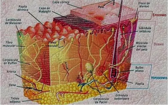 Farmacología. Las Estrías - Monografias.