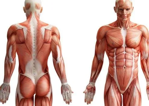 Fascículos Archivos - Plan LEA