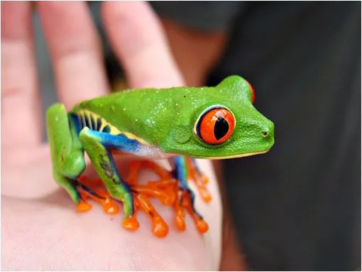 La fascinante rana verde de ojos rojos | LaReserva