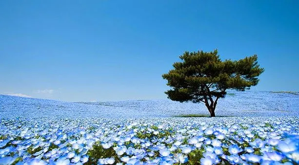 Fascinantes campos azules, no son de otro planeta son de aquí de ...