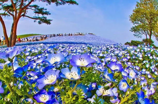 Fascinantes campos azules, no son de otro planeta son de aquí de ...