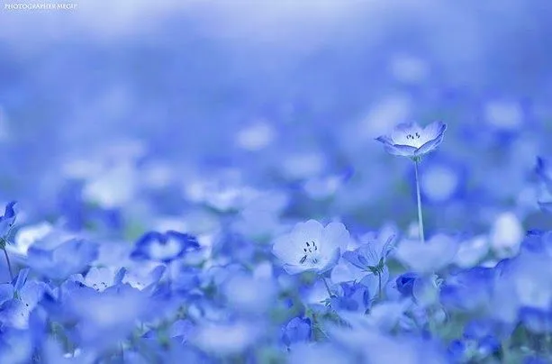 Fascinantes campos azules, no son de otro planeta son de aquí de ...