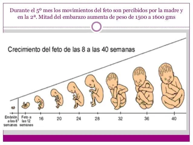 Fase fetal diapositivas