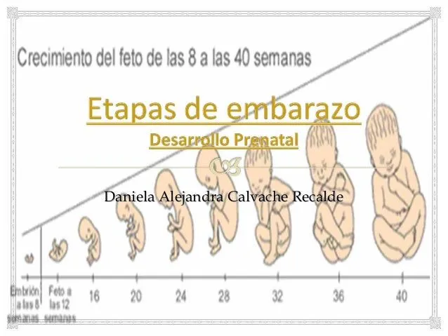 Fases del embarazo por meses - Imagui