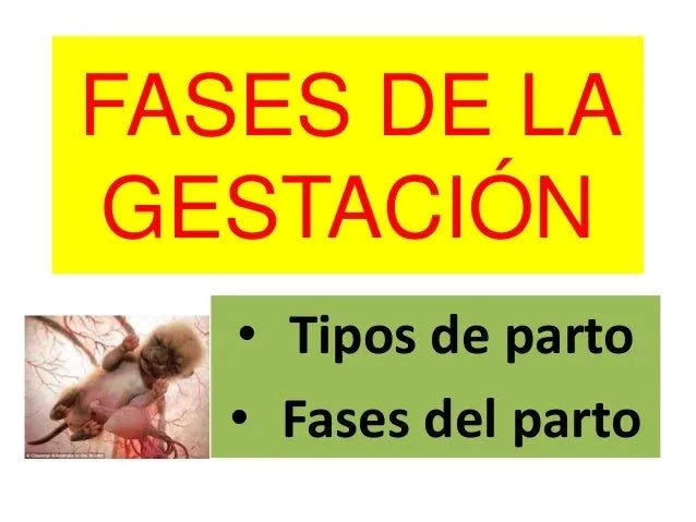 Fases de la gestación 2013