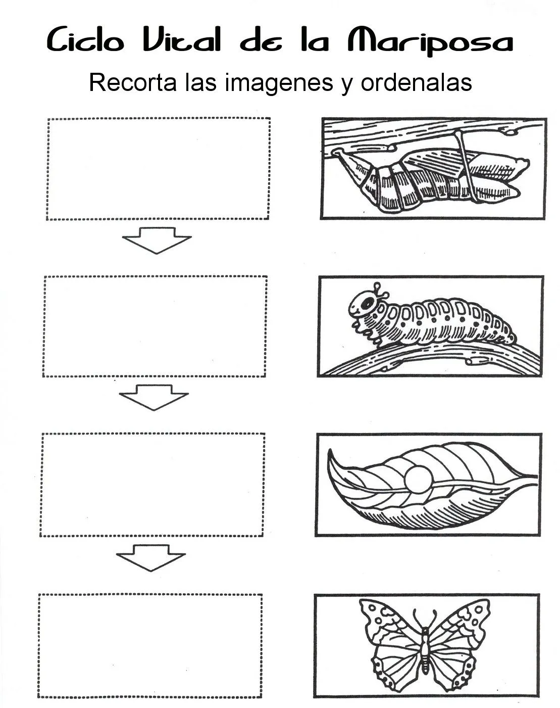 FASES DE LA MARIPOSA PARA COLOREAR - Imagui