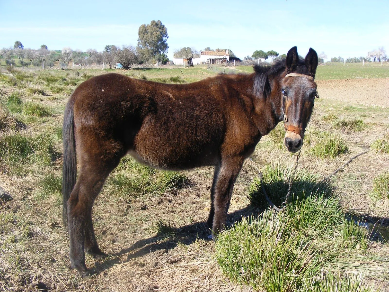 Fauna de Belalcazar