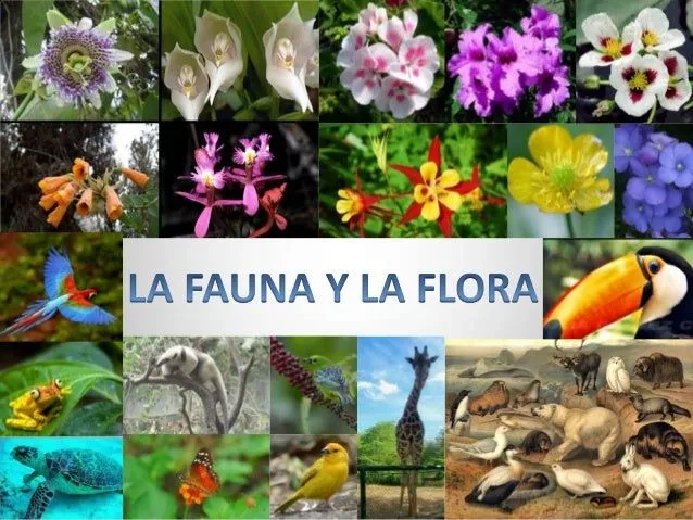 La fauna y la flora diapositivas