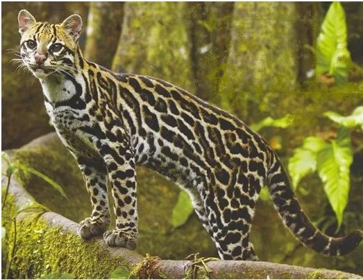 Fauna latinoamericana: el Ocelote — Otro mundo es posible