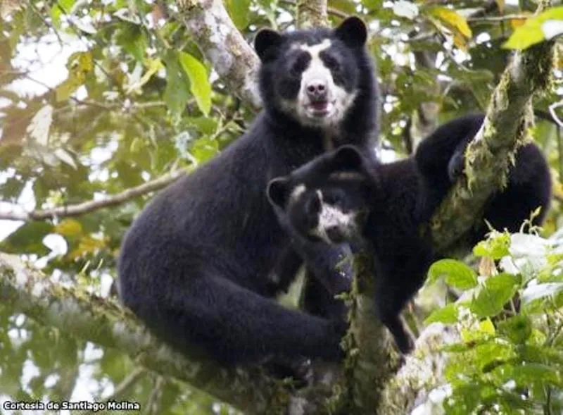 Fauna latinoamericana: el oso de anteojos — Otro mundo es posible