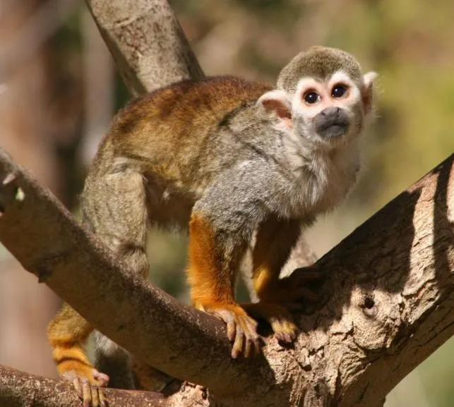 LA FAUNA DEL PERU