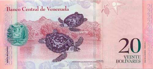 Dibujos de la totuga arrau - Imagui