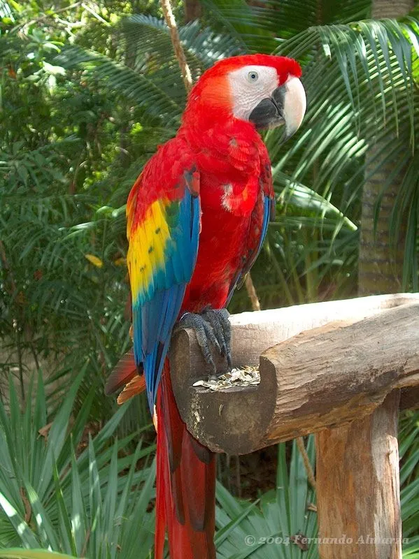 Fauna de Venezuela: Guacamaya