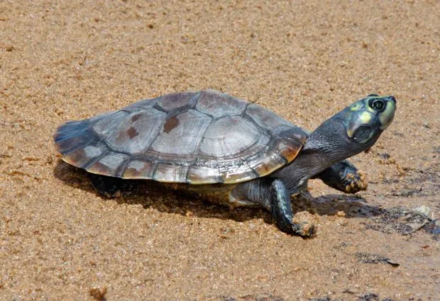 FAUNA DE VENEZUELA: Tortuga Arraú (Podocnemis expansa)