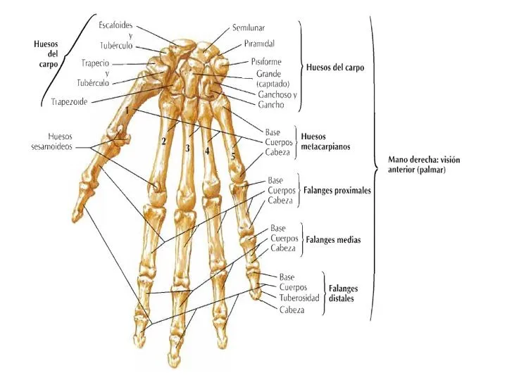 FCM-UNAH Anatomía Macroscópica: Huesos de la Mano