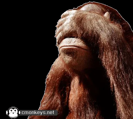 febrero | 2011 | GINE SAPIENS