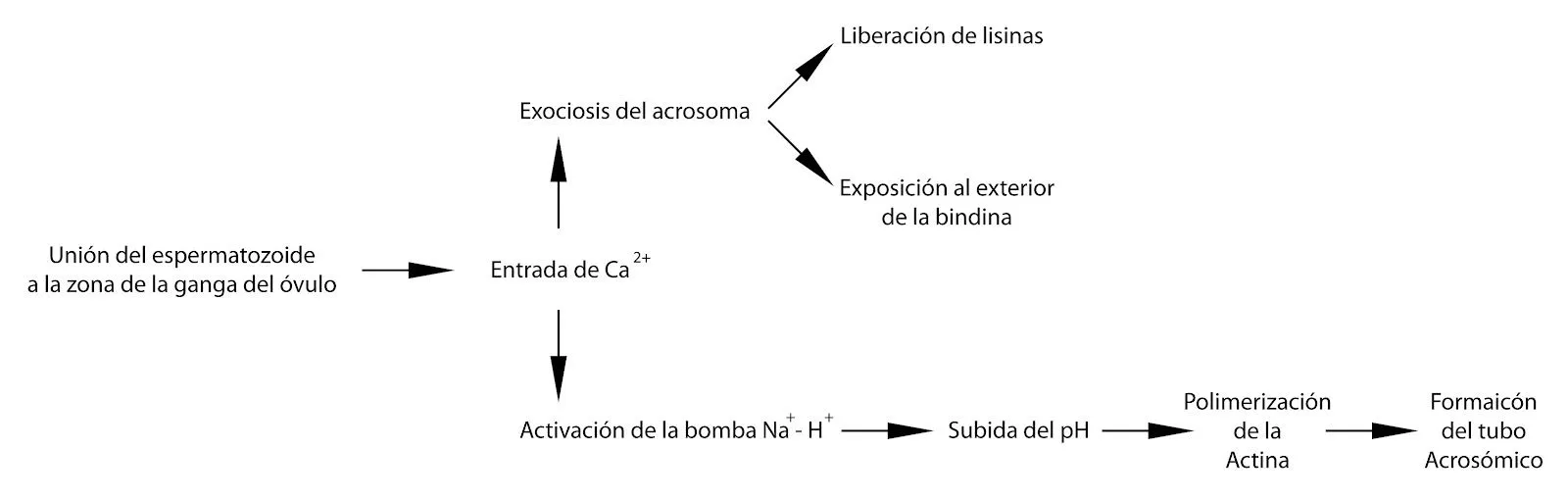 Fecundación animal. | el moderno prometeo