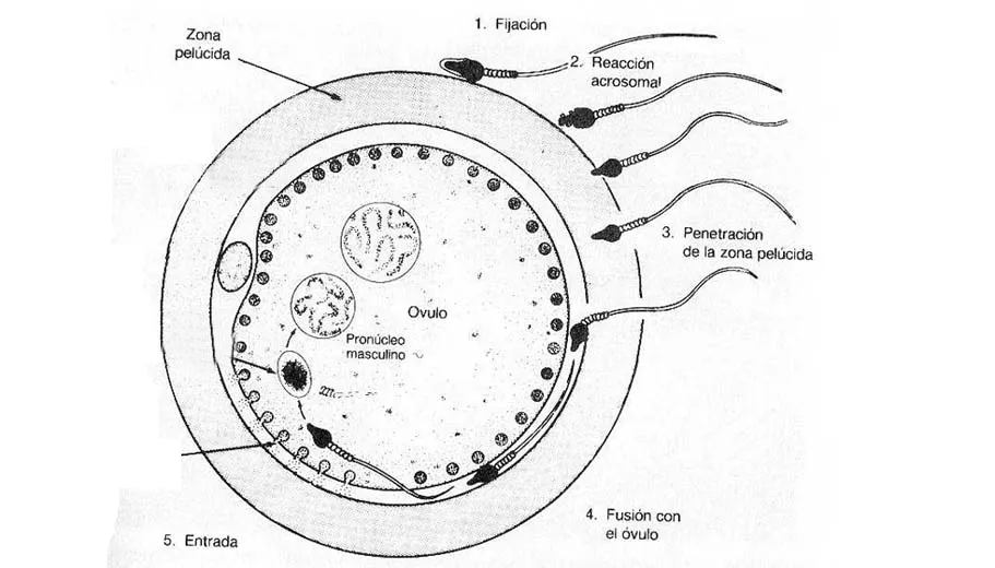 Imagenes de fecundacion para dibujar - Imagui