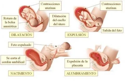 Fecundación, embarazo y parto - Ideología Biología