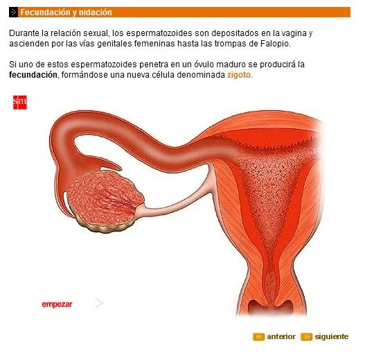 Fecundación y Embarazo | Recurso educativo 43371 - Tiching
