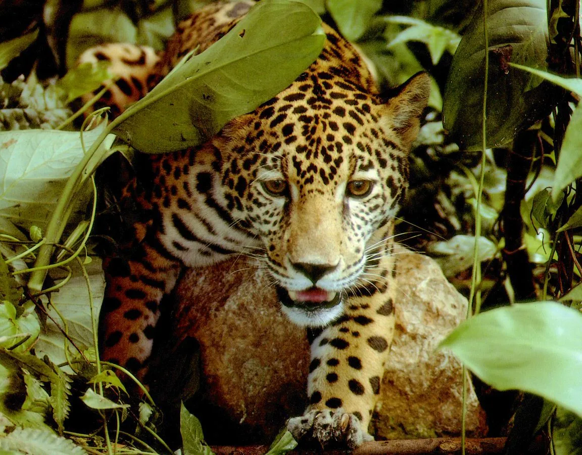 Grandes Félidos: EL JAGUAR, LAS MANDÍBULAS MÁS POTENTES