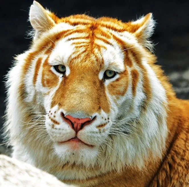 FelinoManía y FelinoLogía: GRANDES FELINOS: TIGRES DORADOS