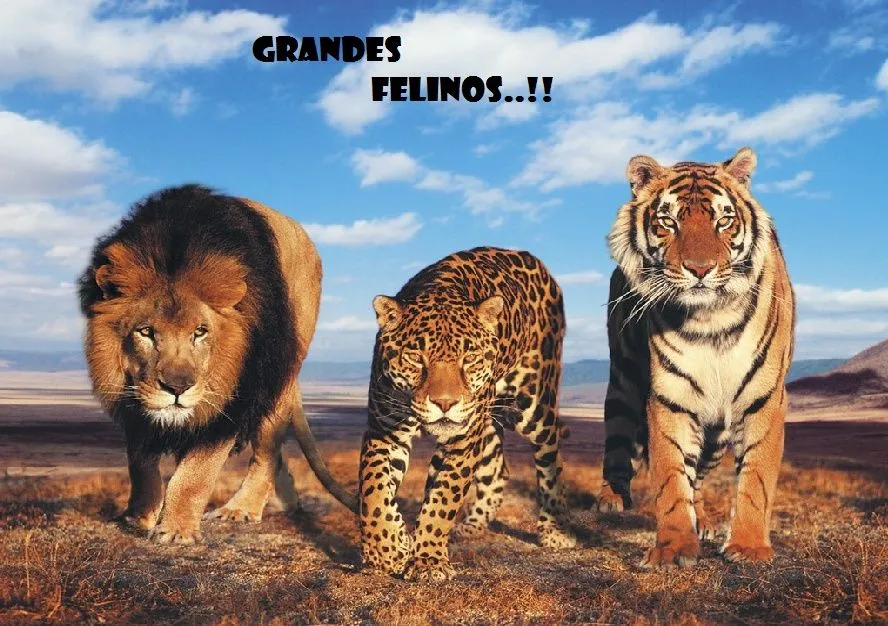 Grandes Felinos - Portal