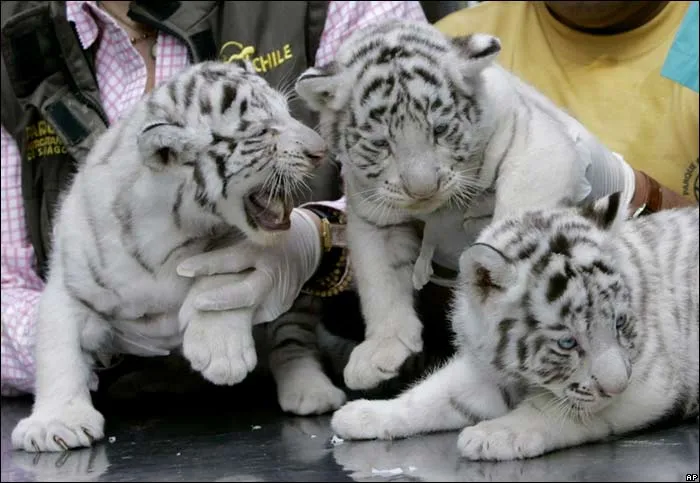 Grandes Felinos: Tigres Blancos