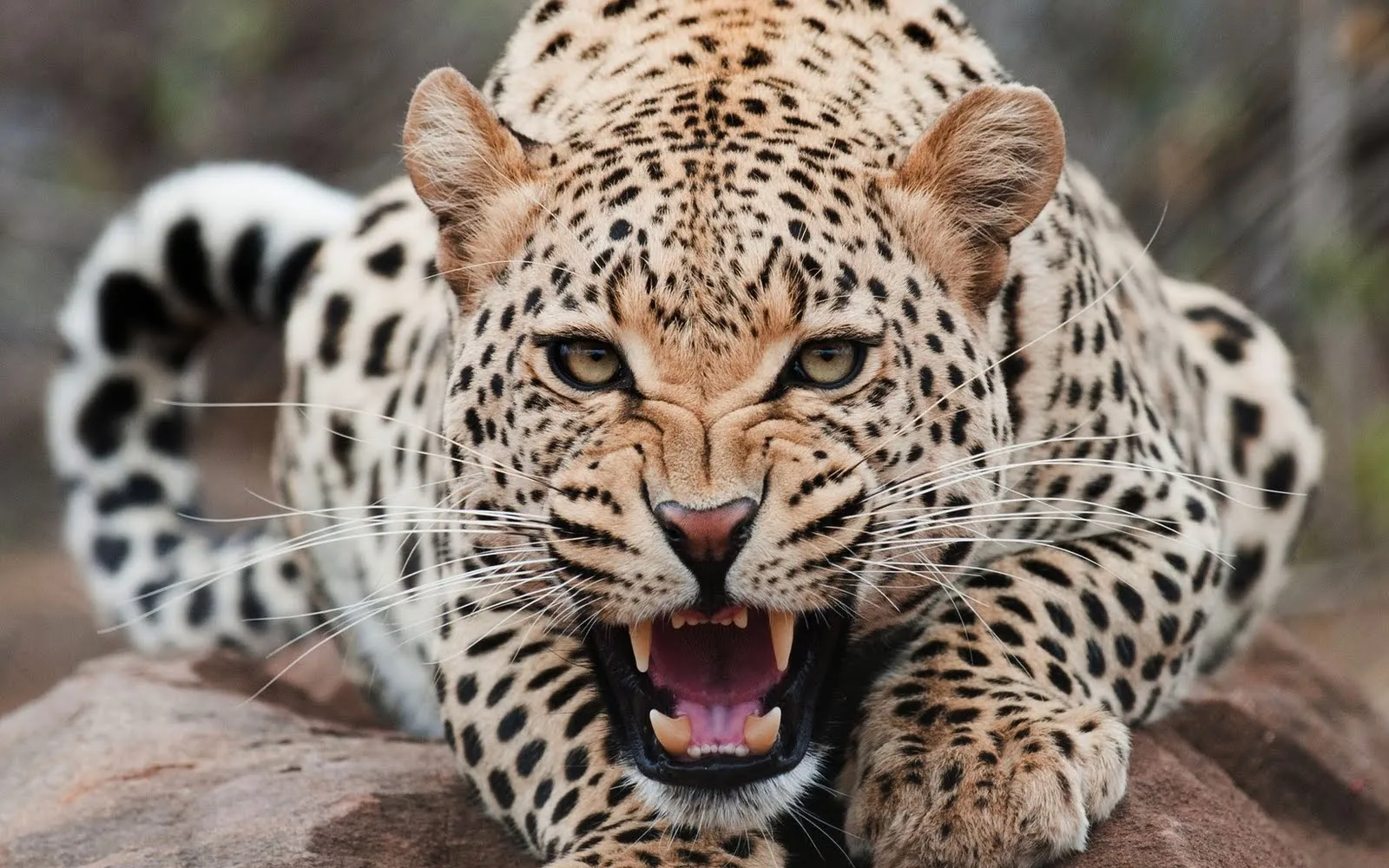 Otra tanda de fondos para escritorio de animales en HD | ViRoCu