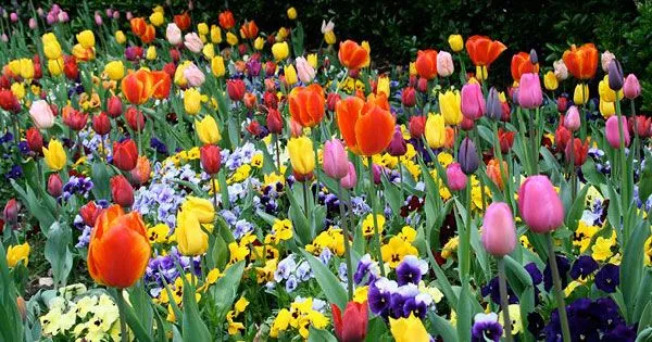 Feliz día de la Primavera! | Facultad de Ingeniería