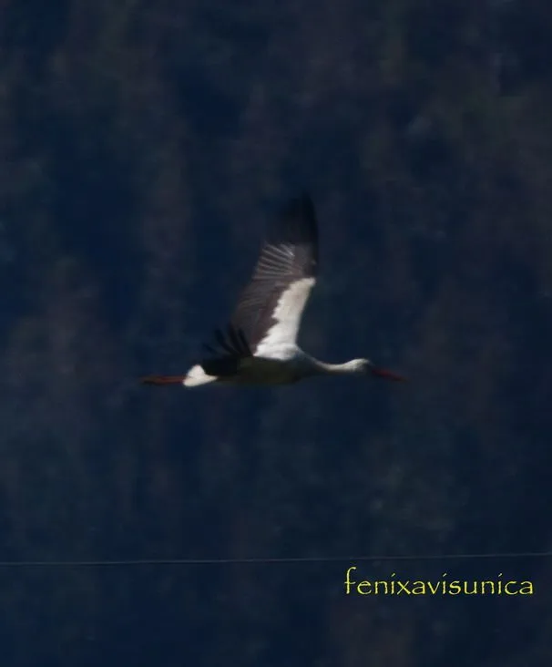 fenixavisunica .: Cigüeñas Cicleando por el Cielo del Cierrón