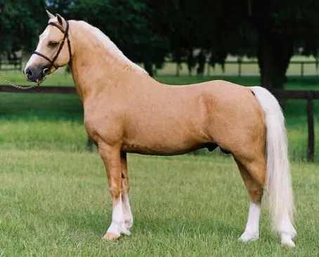 FENOTIPO EQUINO | EXPERIENCIAS A CABALLO