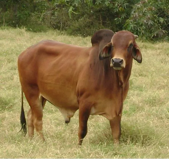 Feria: Ganado Brahman......Una buena opción para cruzar con ...