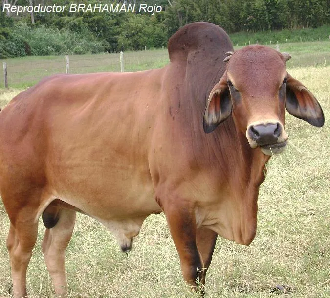 Feria: Ganado Brahman......Una buena opción para cruzar con ...