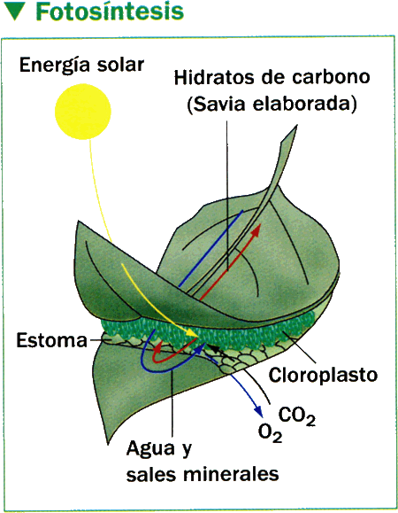 Fernanda Bonilla Maya: Práctica Ecosistemas