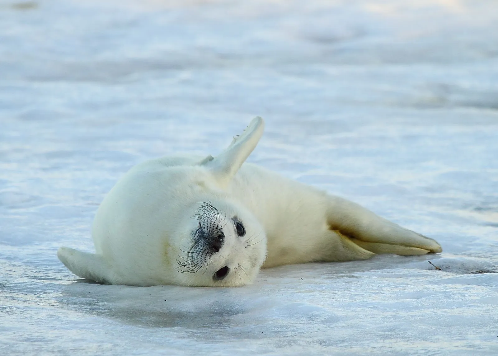 Fernando Mostacero - Fotografia y Naturaleza: Donna Nook, el ...